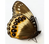 Hypolimnas pandarus pandarus (Seram) - female